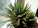 Haworthia Attenuata